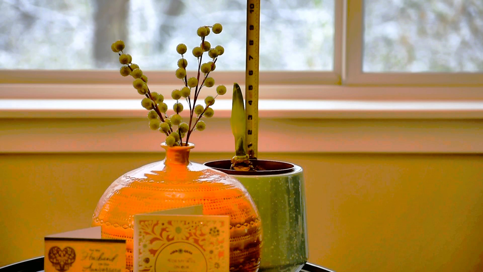 Amaryllis Plant Growing Like a&nbsp;Weed!
