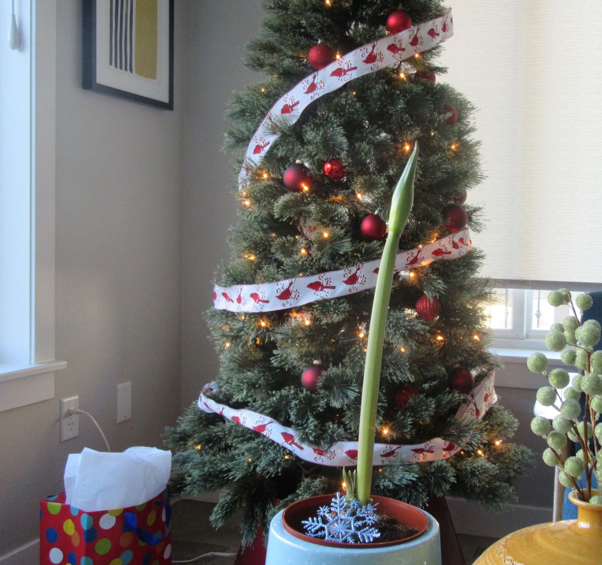 Amaryllis Bending at&nbsp;Will?