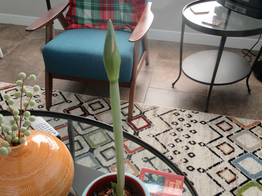 Amaryllis Splitting a&nbsp;Seam?