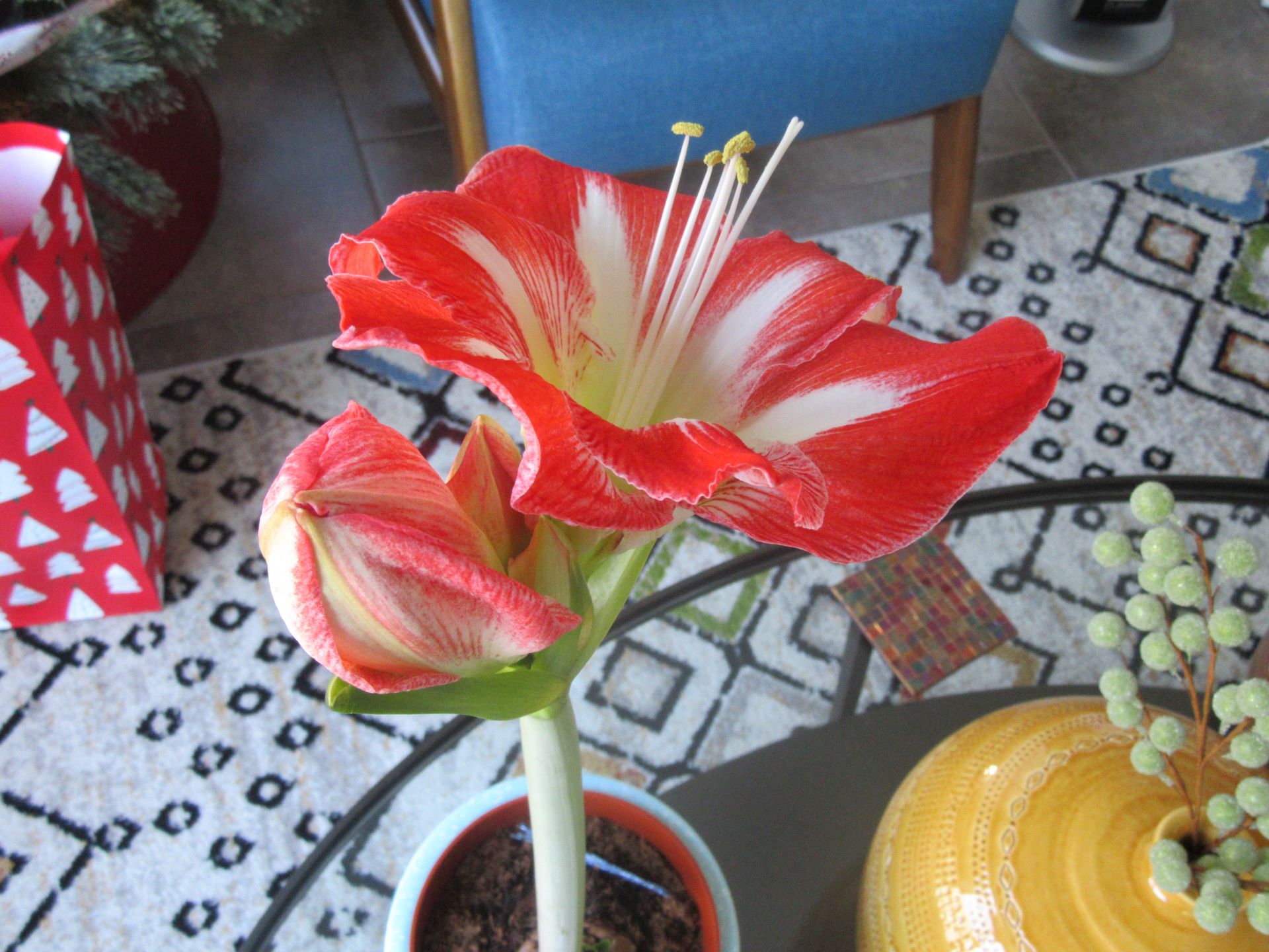 Amaryllis Blooming