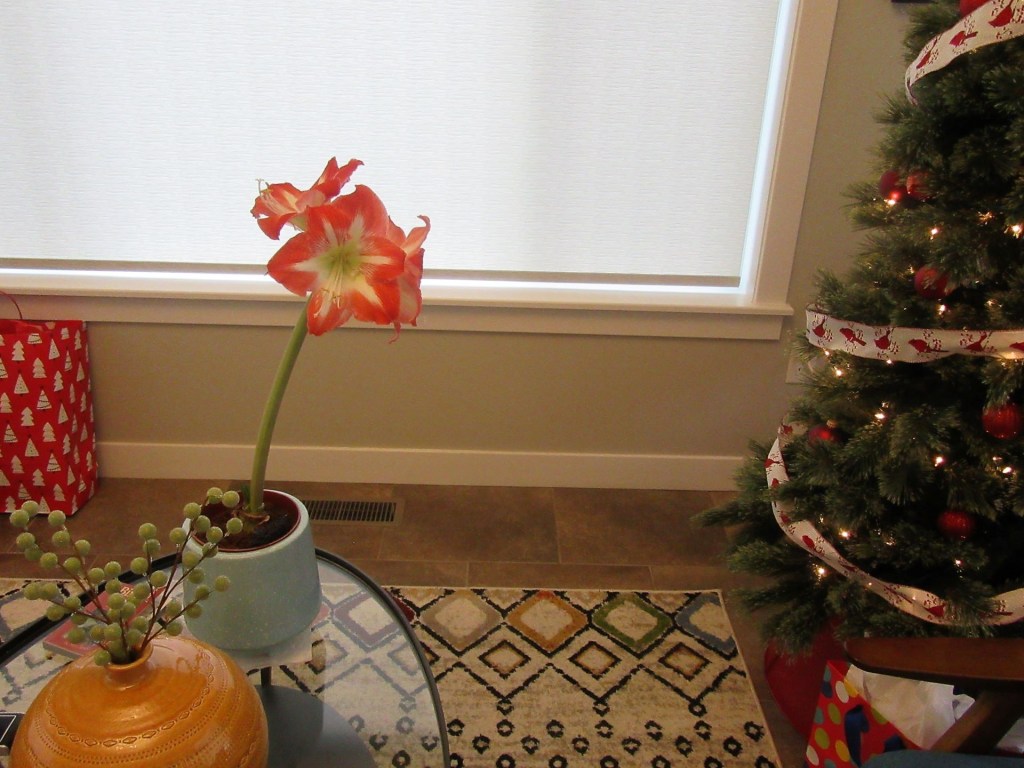 Amaryllis Bending Way&nbsp;Over!