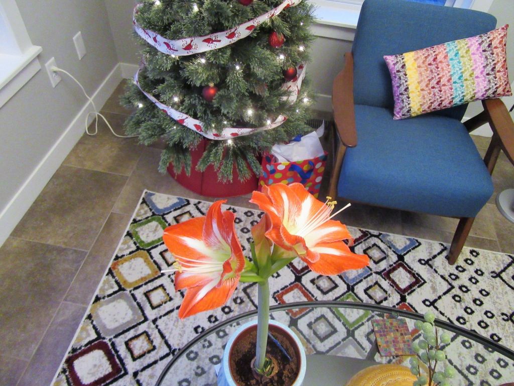 Amaryllis Blooms Opening the&nbsp;Path