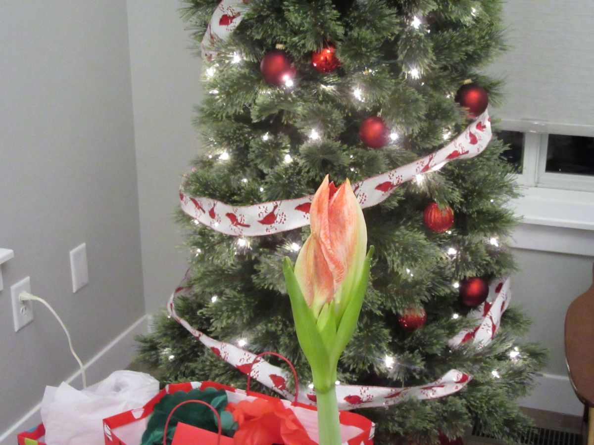 Amaryllis Looking Like a&nbsp;Star!