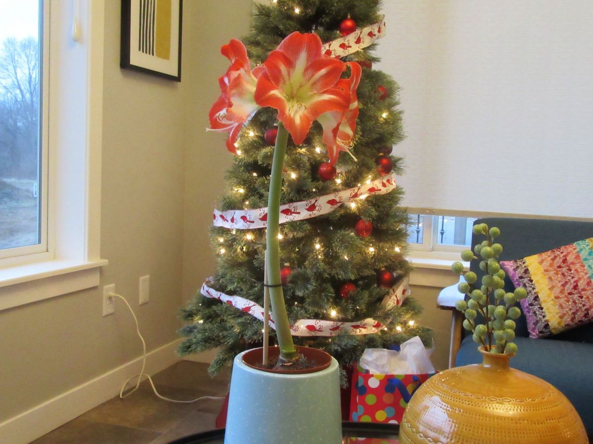 Bending Amaryllis Staked, Sort&nbsp;of…