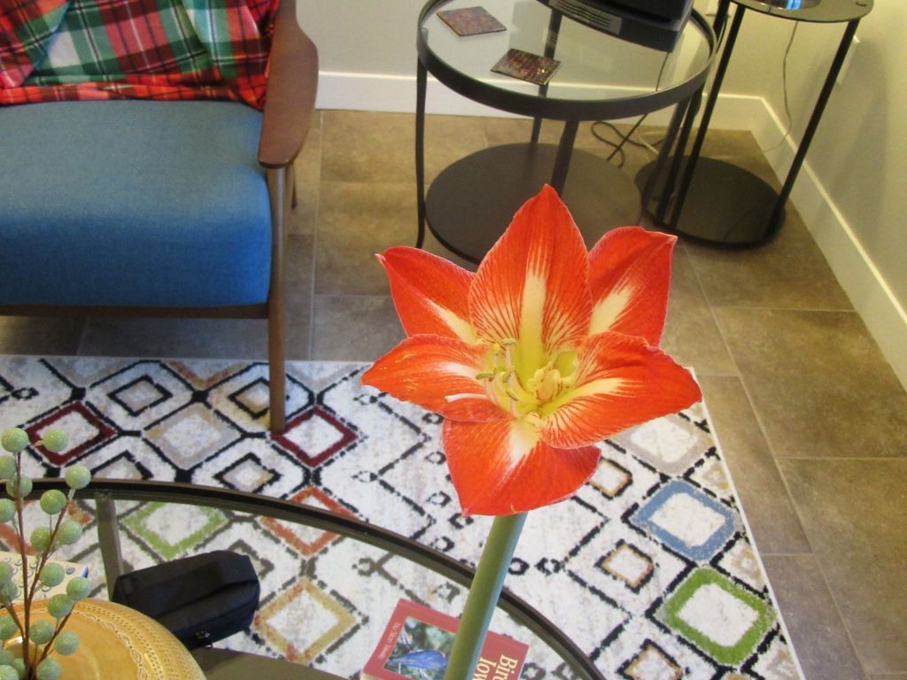 Amaryllis Star of Holland&nbsp;Open!