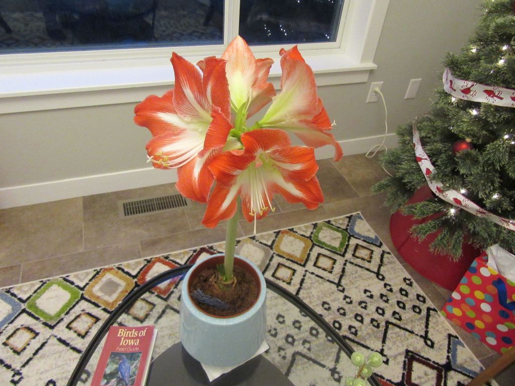 Amaryllis Star of&nbsp;Christmas