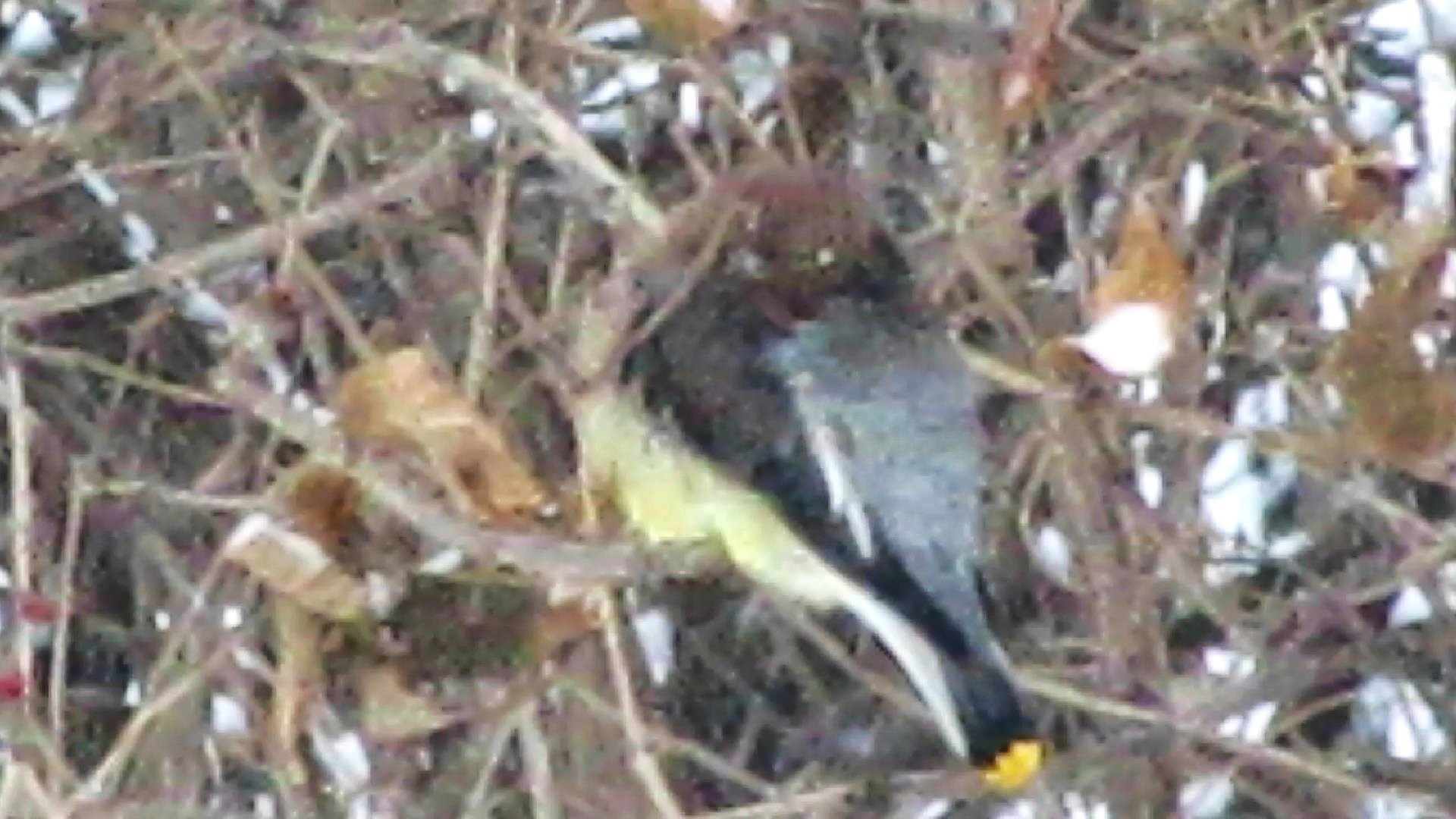 Cedar Waxwings Get Cold&nbsp;Breakfast