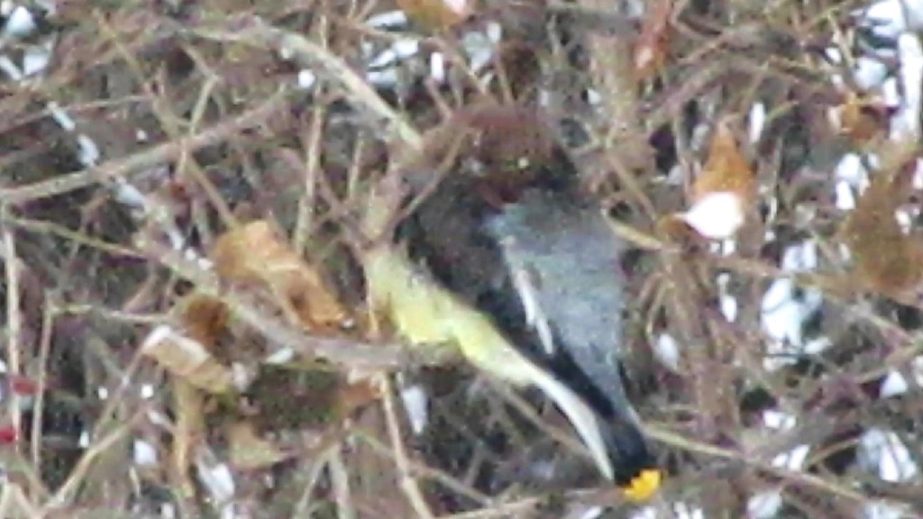 Cedar Waxwings Get Cold&nbsp;Breakfast