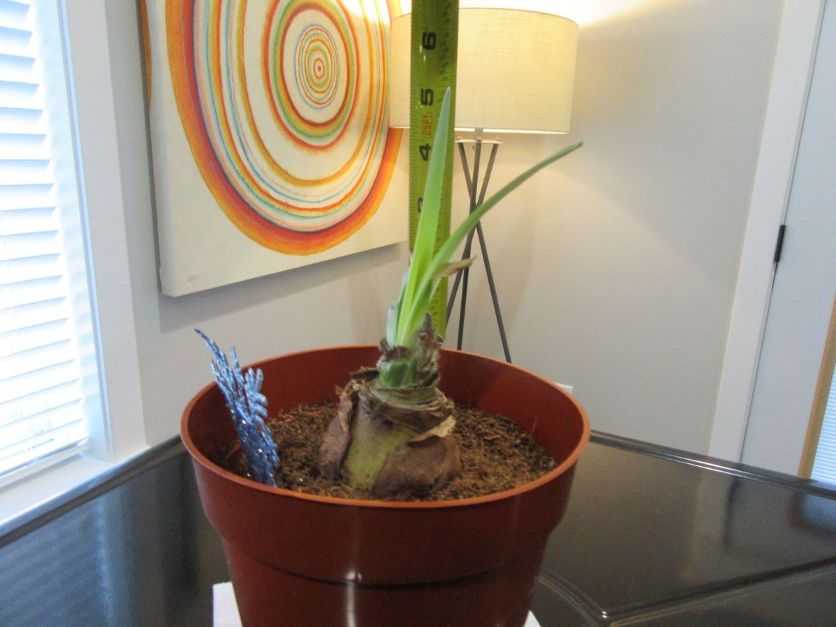 Amaryllis and Zygocactus&nbsp;Repotting