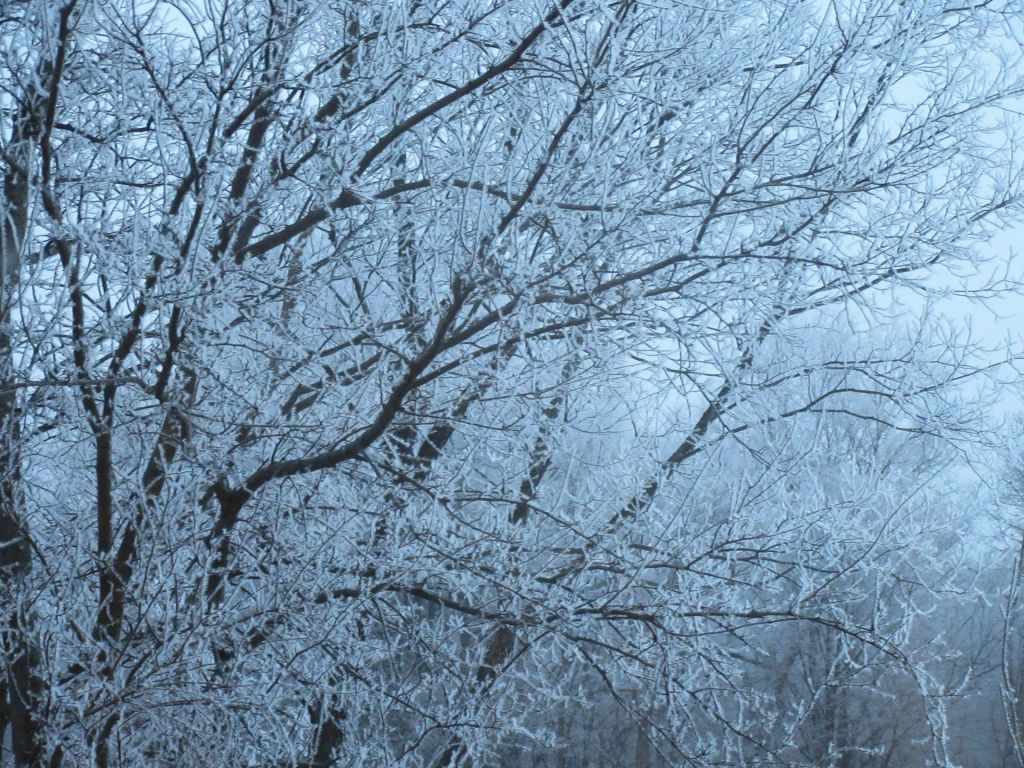 Birds Nipping the Frost