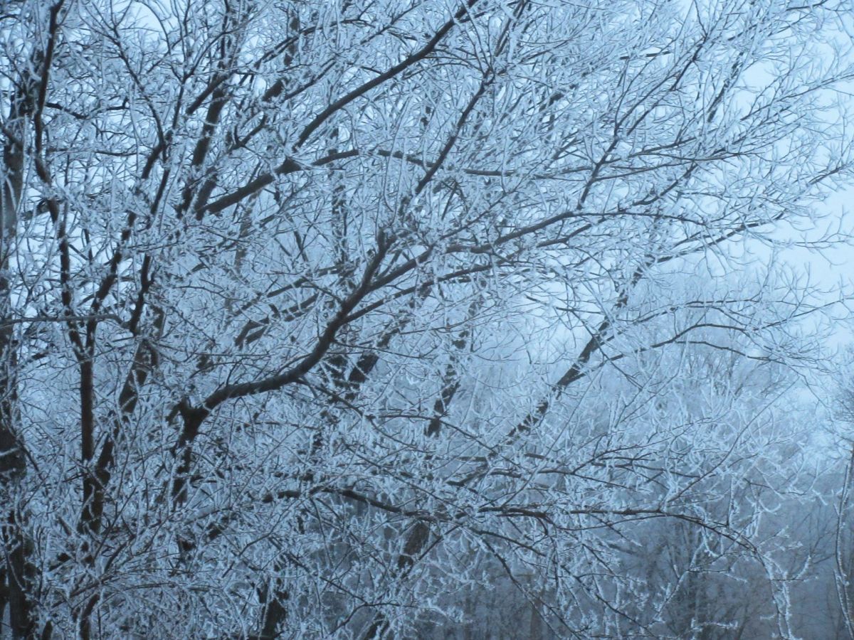 Birds Nipping the&nbsp;Frost