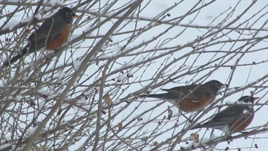 Some Robins Can Be Sunbirds…Sort of