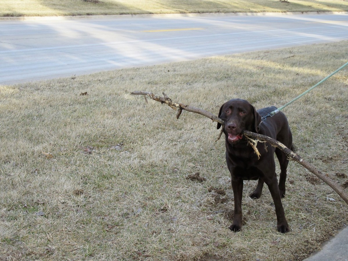 Teaching an Old Dog New&nbsp;Tricks