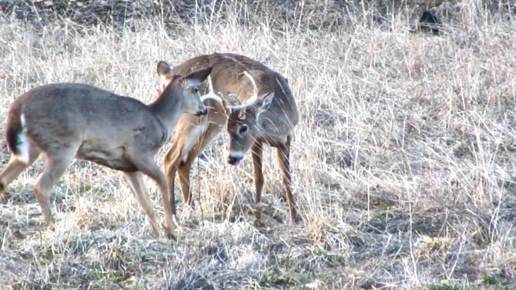 Whitetail Deer Think Your Lawn is a Salad&nbsp;Bar