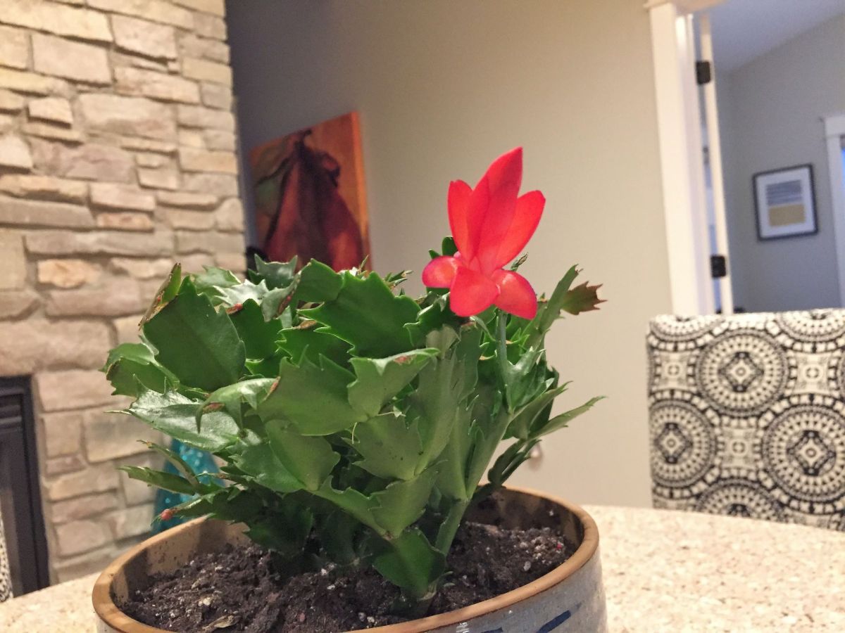 Christmas Cactus Flower in the&nbsp;Spring!