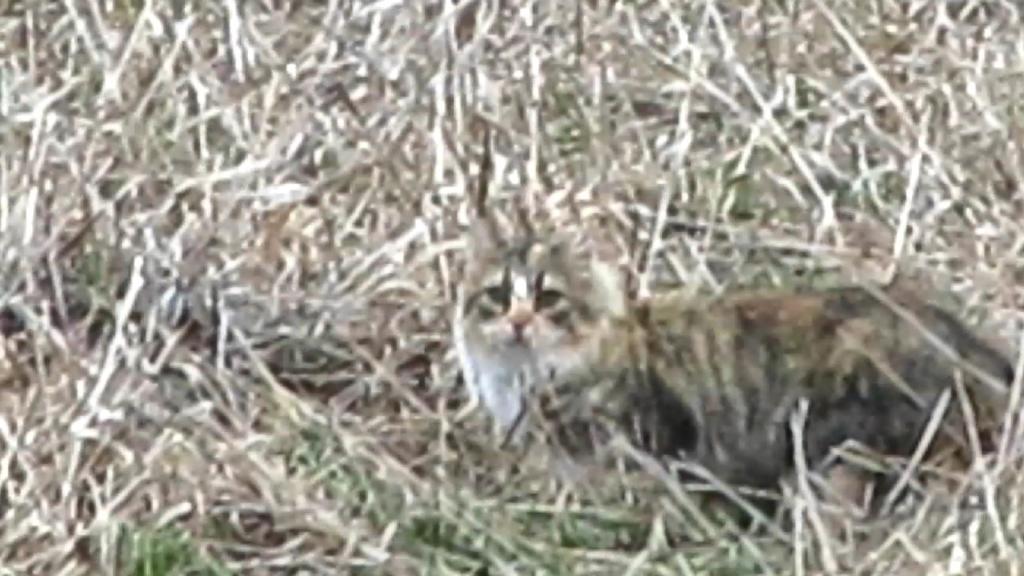 The Other Feral Tabby Catches&nbsp;Lunch