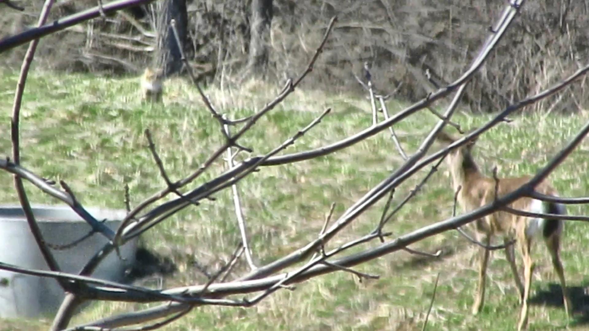 Another Deer Hassles the&nbsp;Tabby