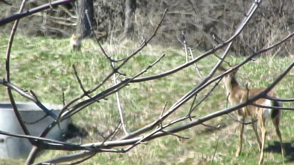 Another Deer Hassles the Tabby