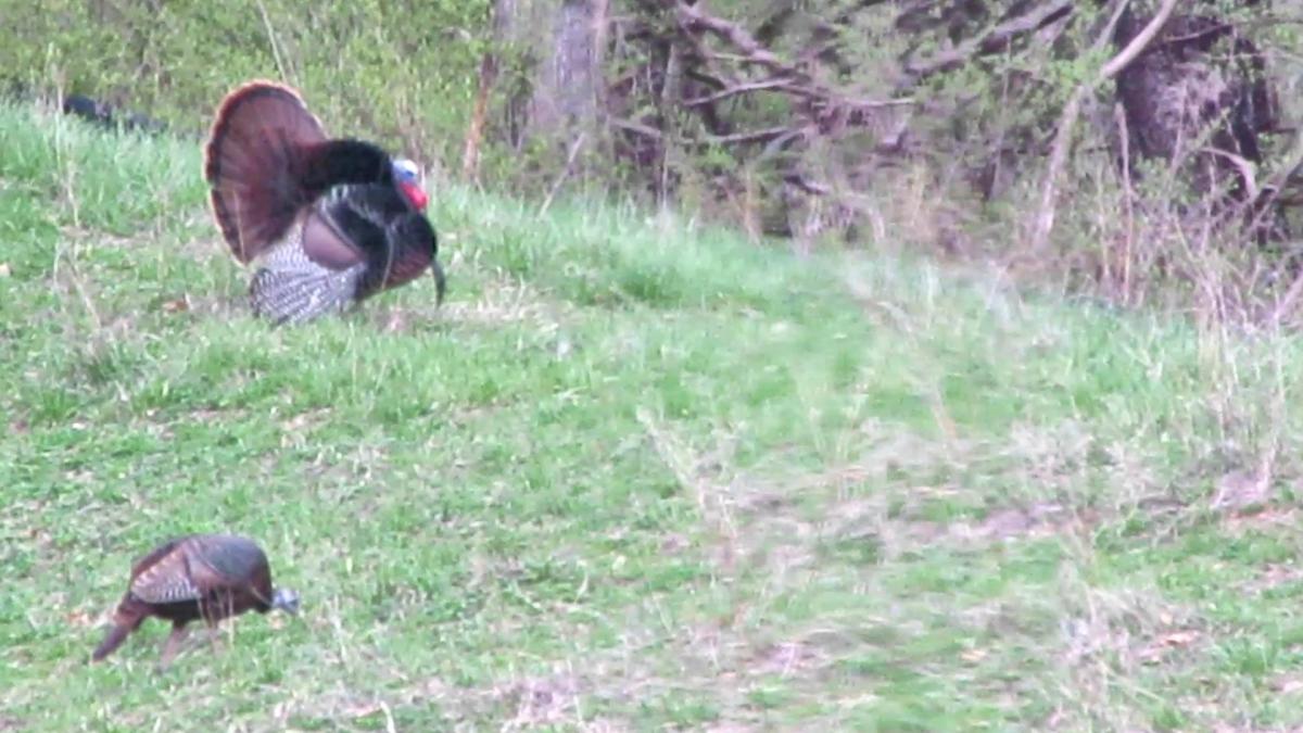 Tom Turkey Flirts and Gets&nbsp;Rejected