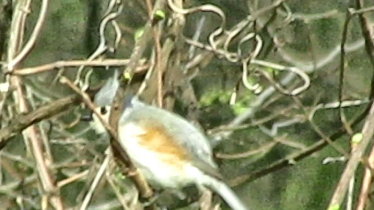 Tufted Titmouse Playing&nbsp;Peekaboo
