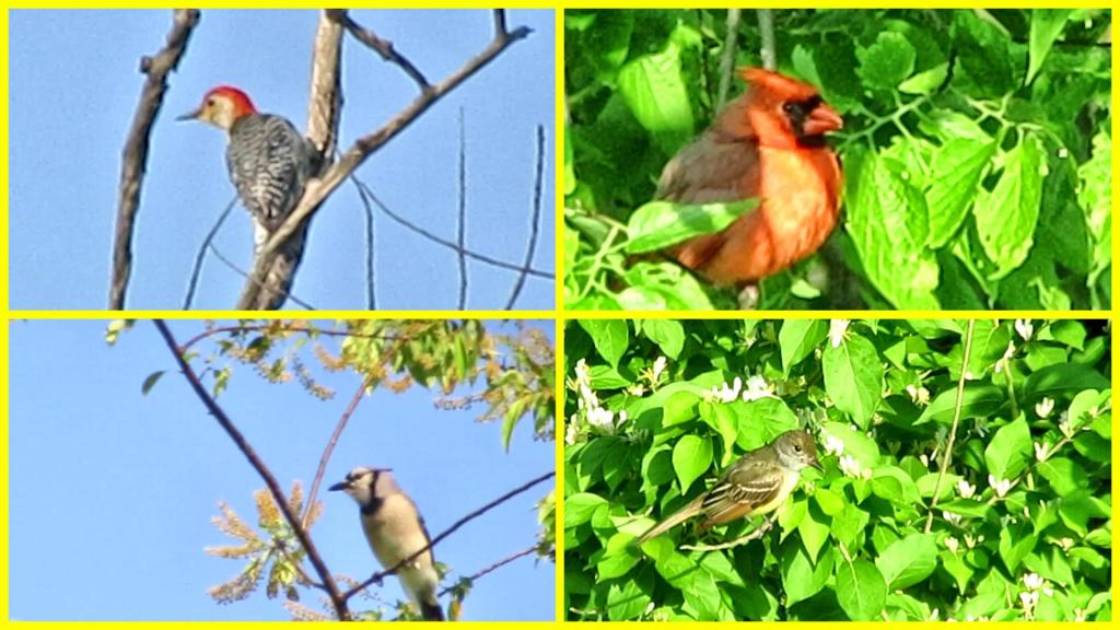 Familiar Backyard Birds and One Sort of Familiar