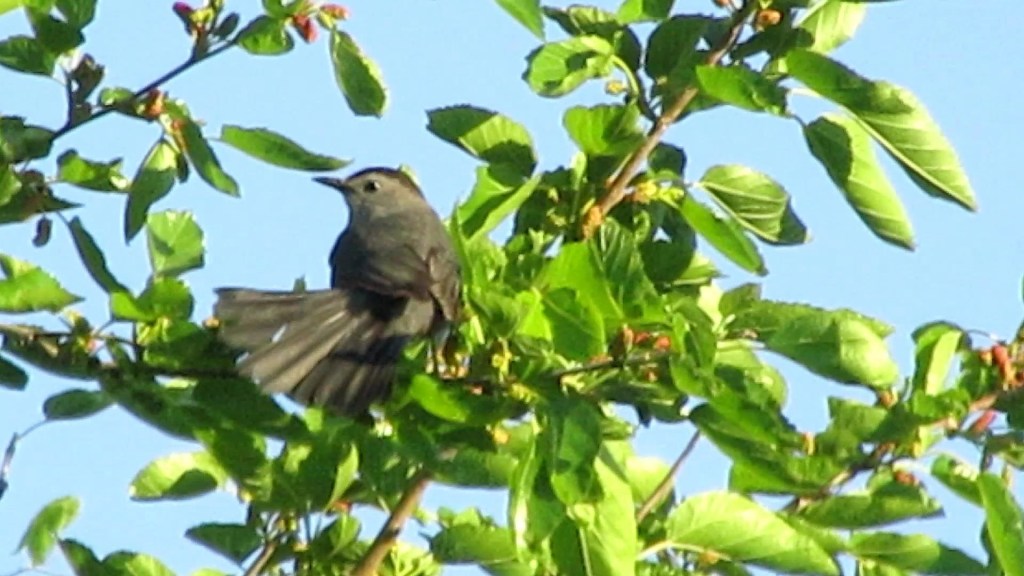 The Elusive Gray Catbird