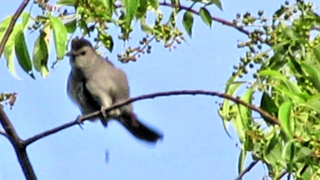 The Gray Catbird Rusty Rump&nbsp;Mystery
