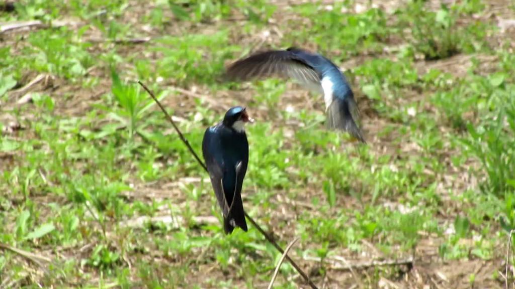 Terry Trueblood Birds Show Off in the&nbsp;Spring