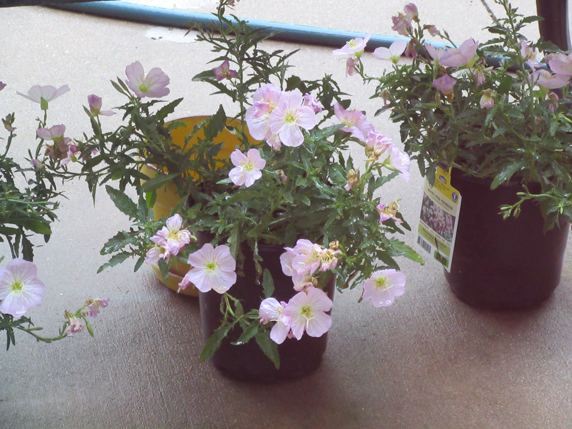 Rain Blesses Our Garden Including Evening Primrose