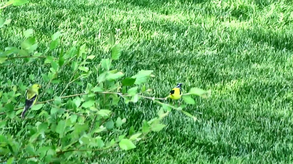 Most Birds Forget They Ever Met