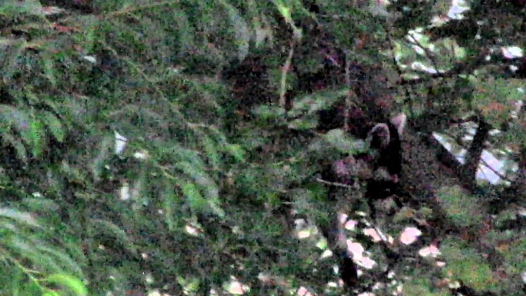 Raccoon in the Mulberry Tree