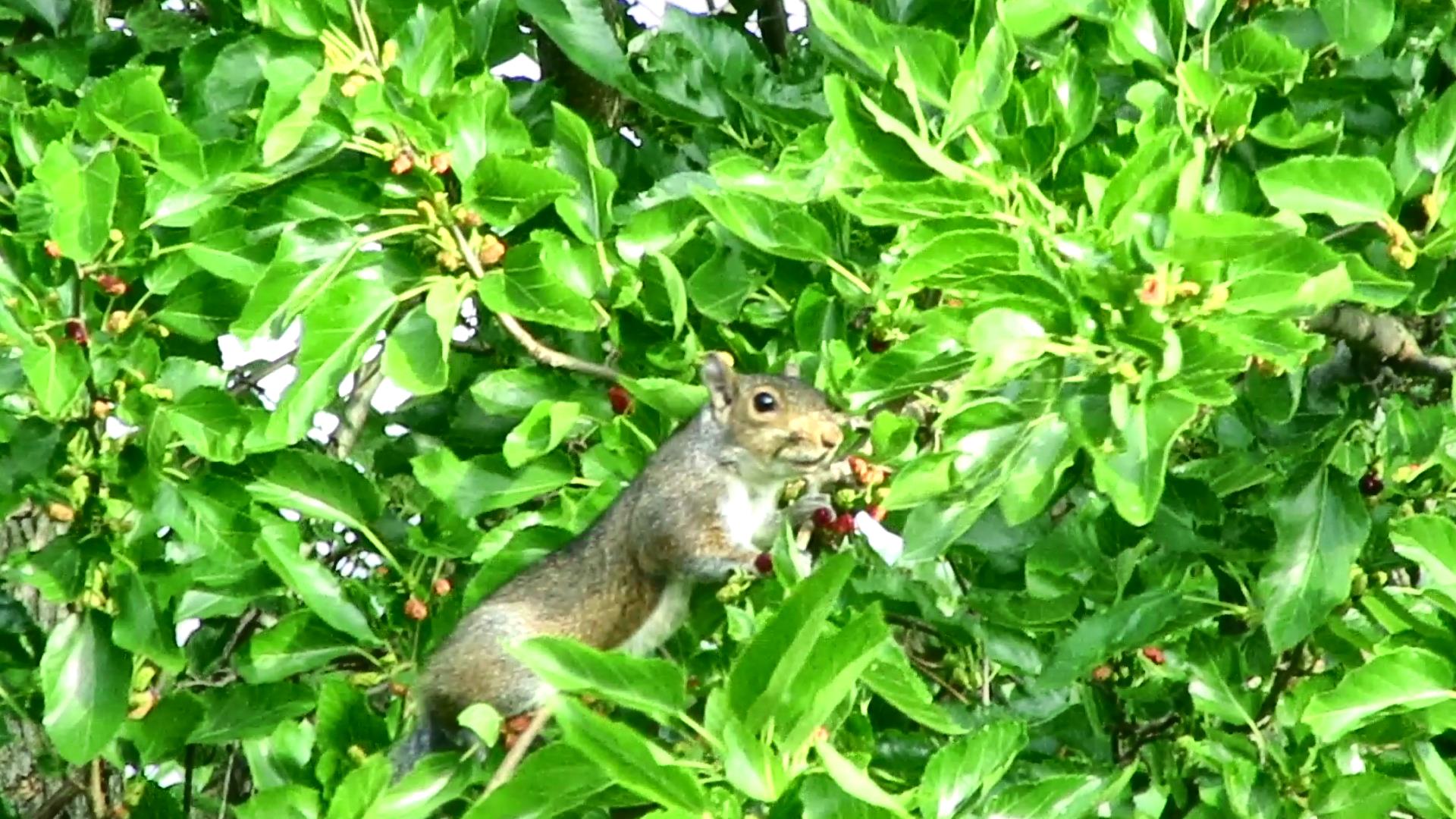 Squirrel Feasting on Mulberries!