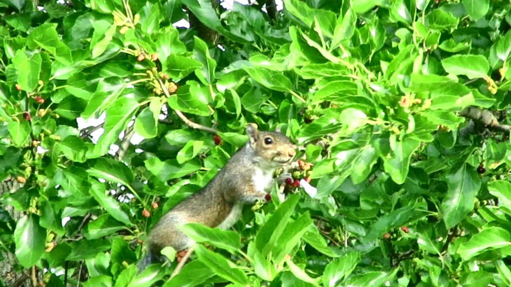 Squirrel Feasting on&nbsp;Mulberries!