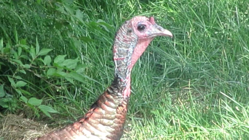 Sena Films Turkeys&nbsp;Brunching!