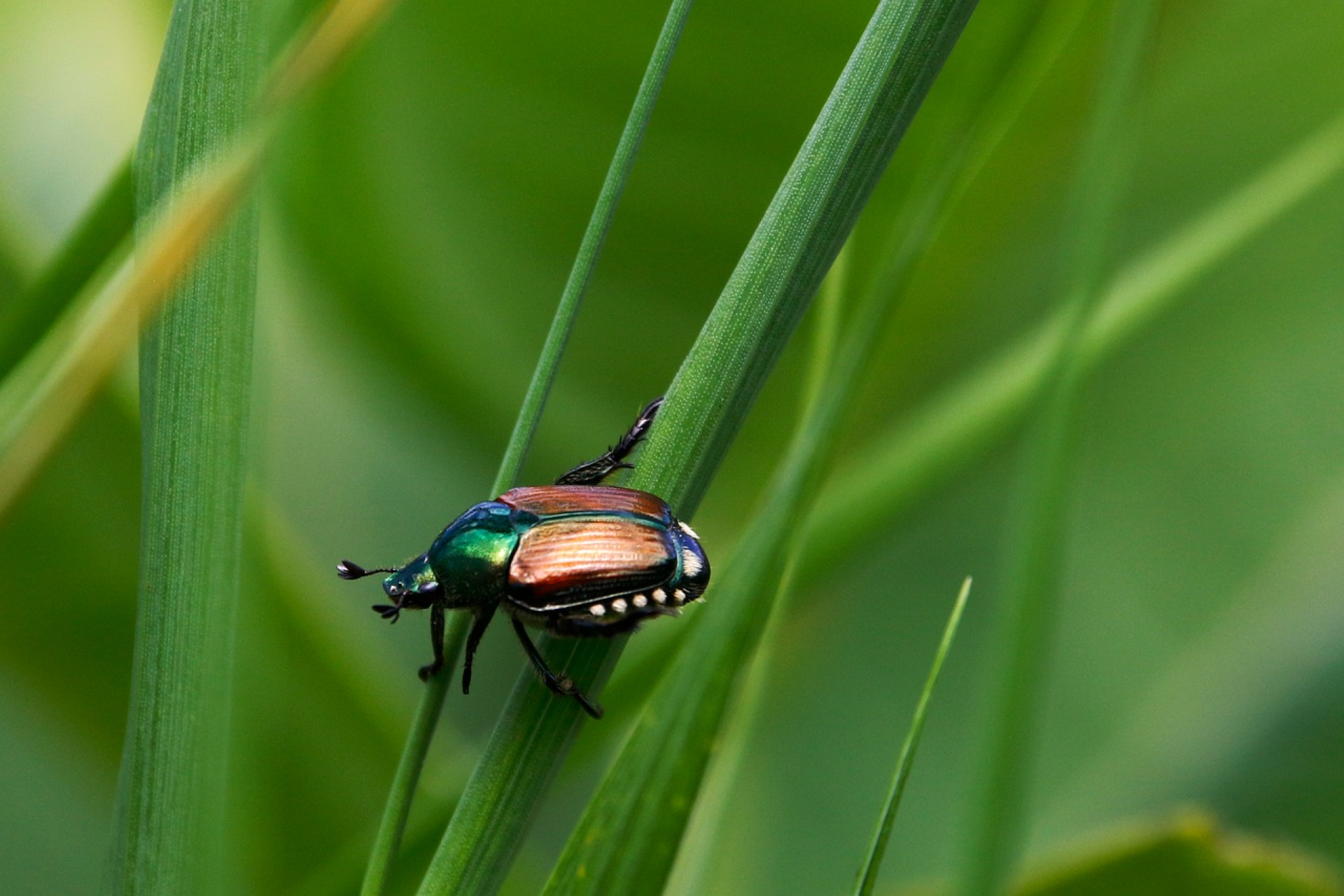 To Trap or Not to Trap Japanese&nbsp;Beetles