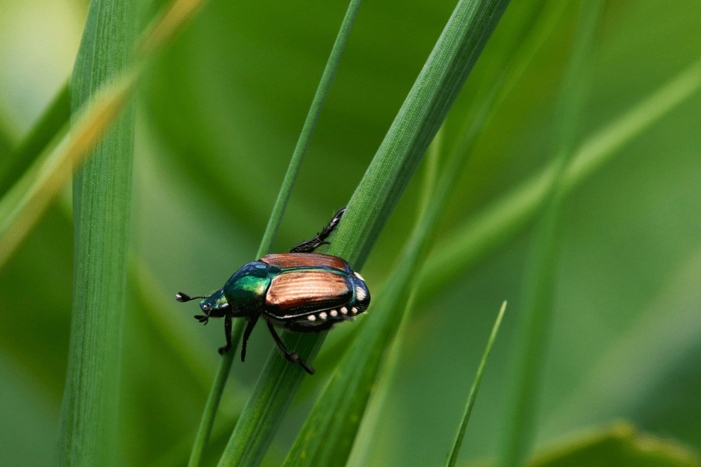 To Trap or Not to Trap Japanese&nbsp;Beetles