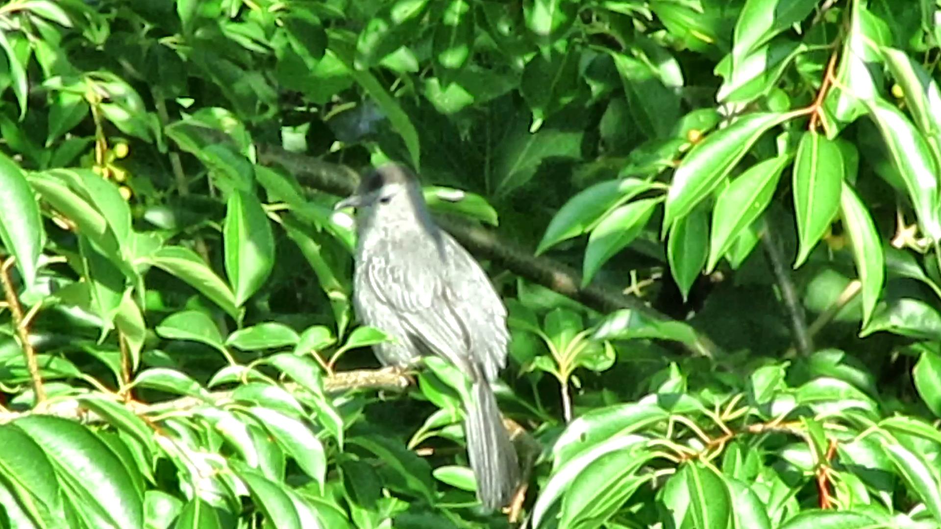 Wings in the Garden