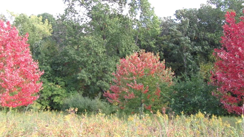 Thankful for Peaceful Fall Days