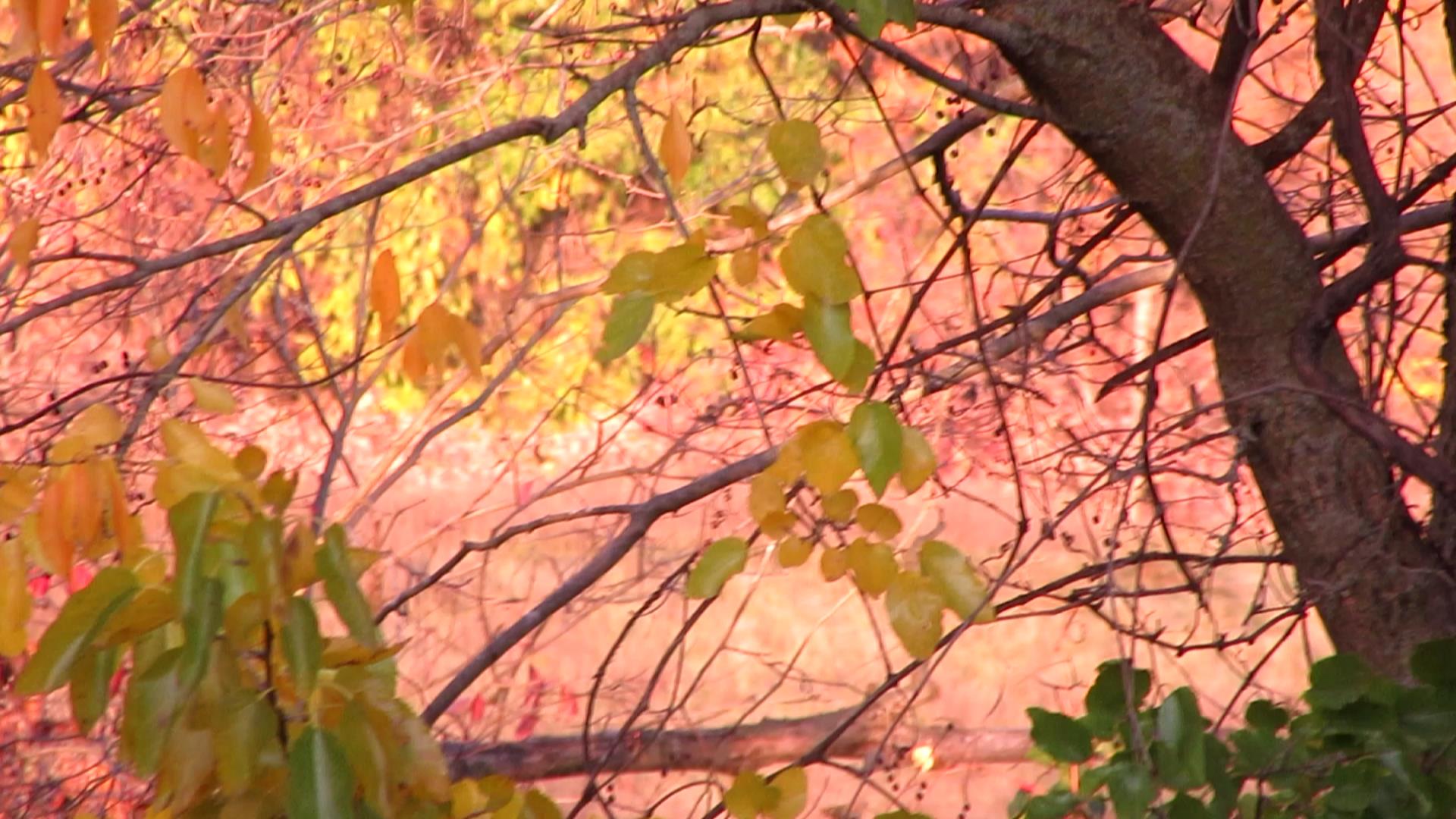 Falling Leaves