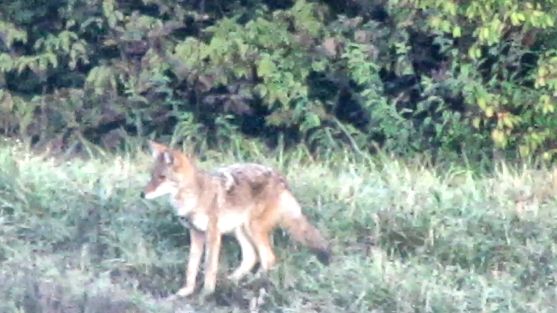 The Fox Gets Breakfast
