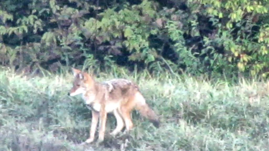 The Fox Gets&nbsp;Breakfast