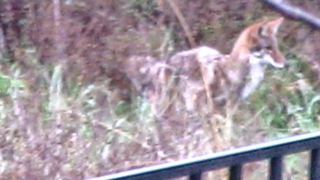 Day of The Fox&nbsp;Hunt