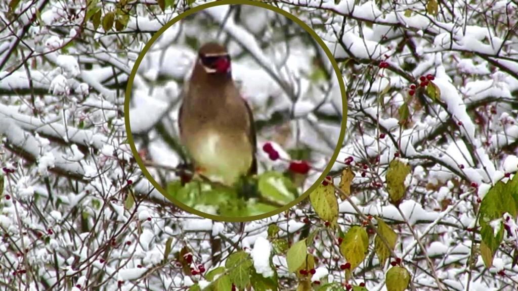 Early Snowbird Gets the&nbsp;Berry