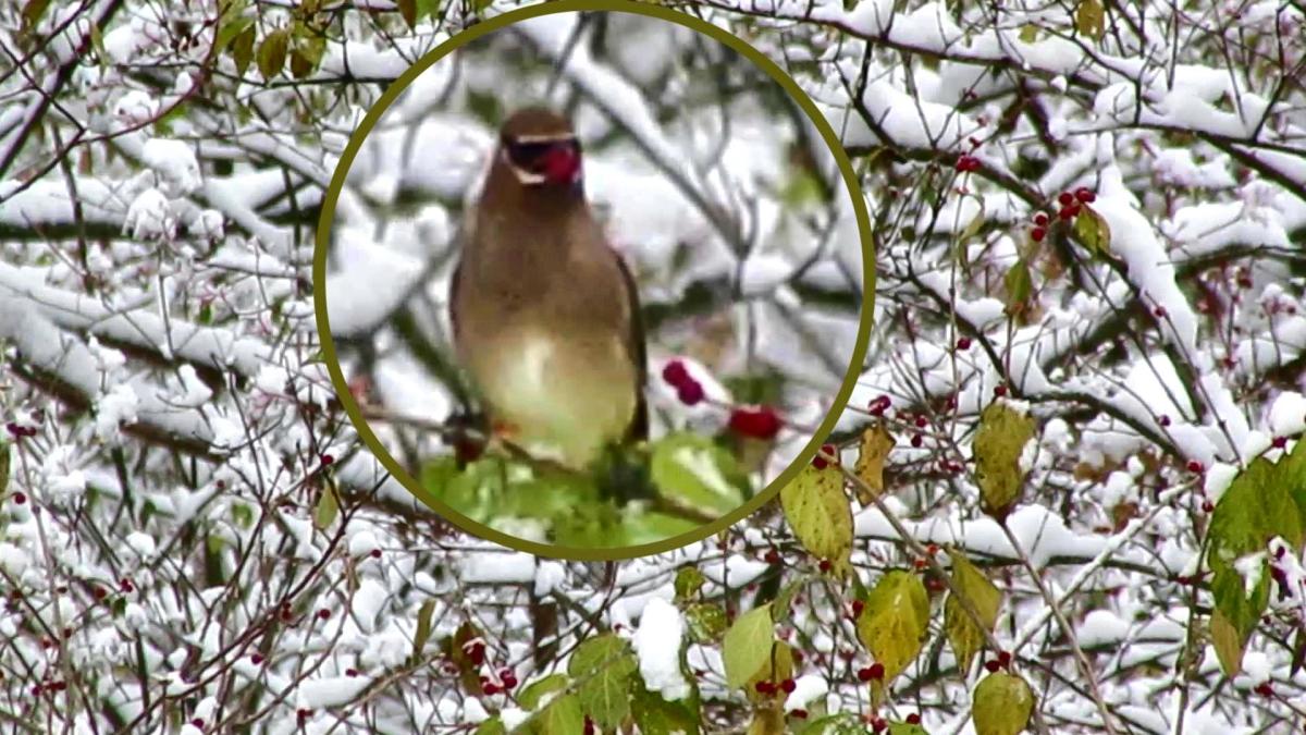 Early Snowbird Gets the&nbsp;Berry