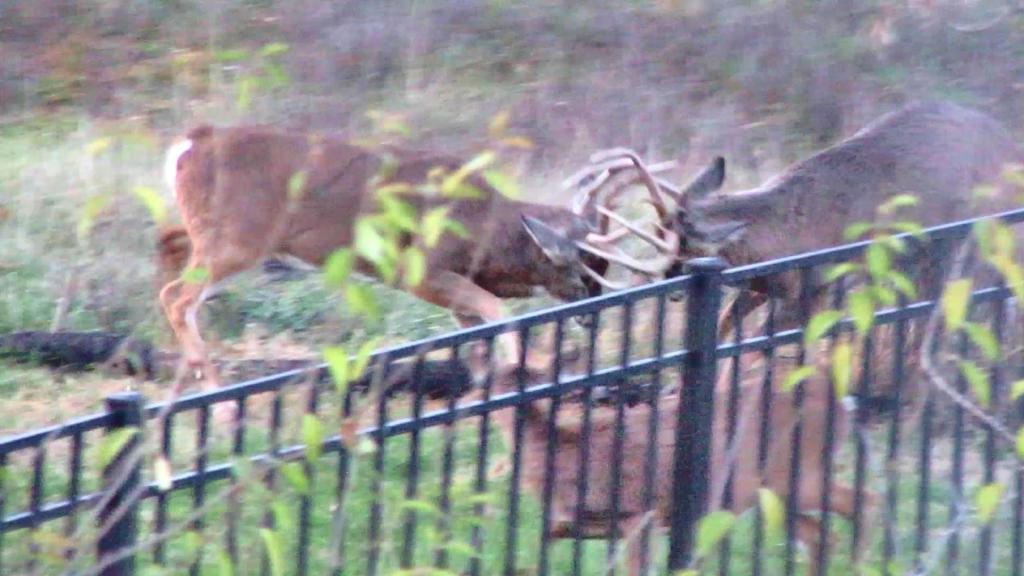 Bucks Throw Down But Does&nbsp;Decide