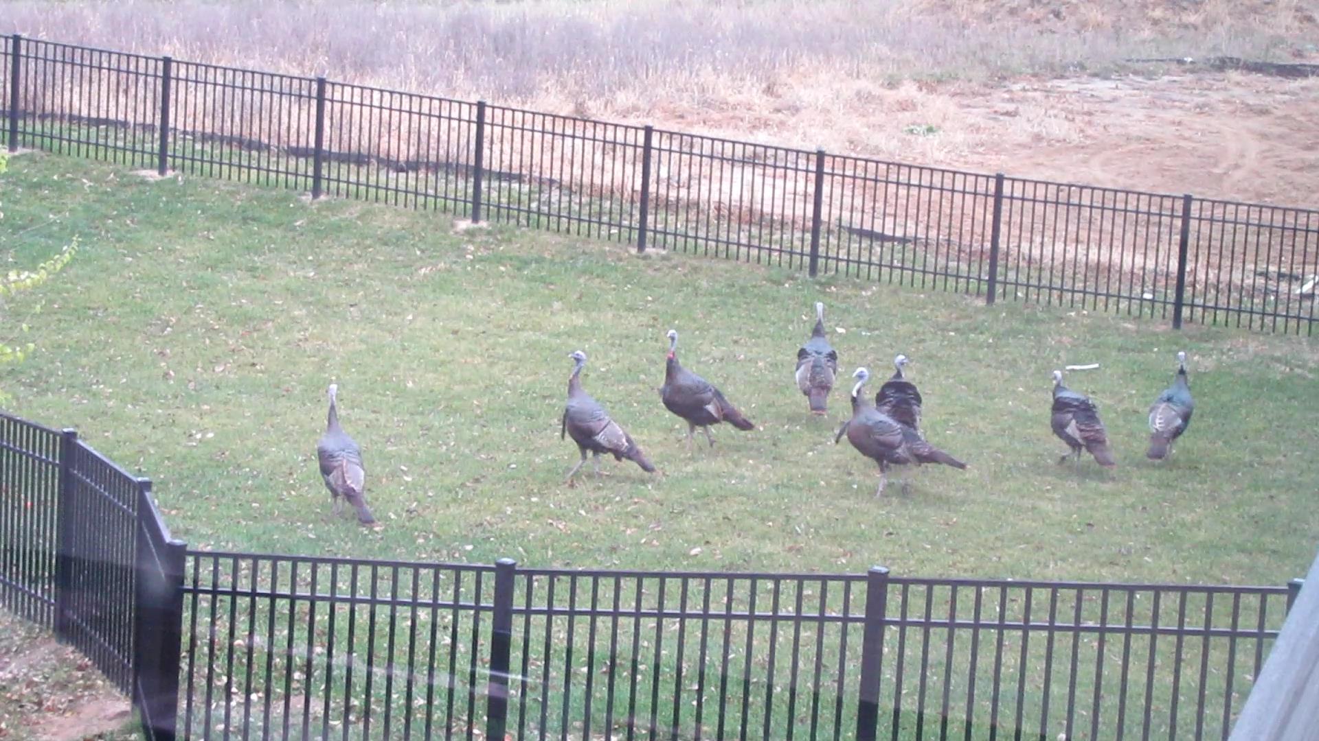 Trapped Turkeys Make Great Escape Before Thanksgiving!