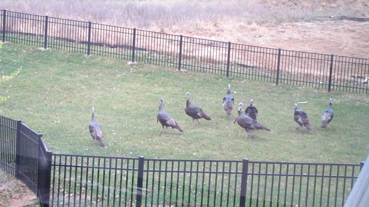 Trapped Turkeys Make Great Escape Before&nbsp;Thanksgiving!