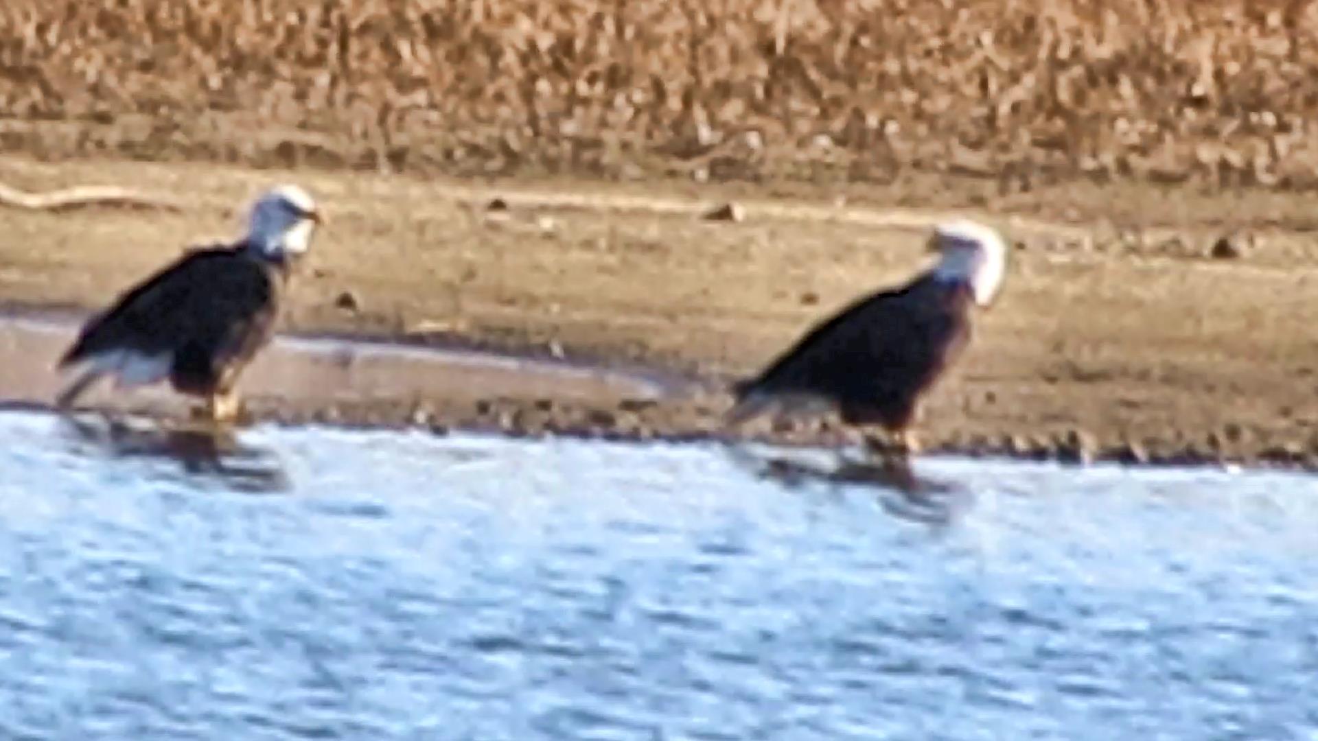 Spoonbills and Bald Eagles at Sand Lake!