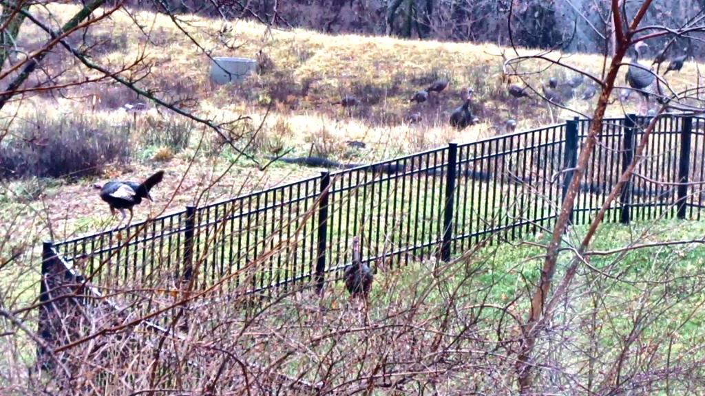 Turkeys Still Doing the High Jump Over the&nbsp;Fence!