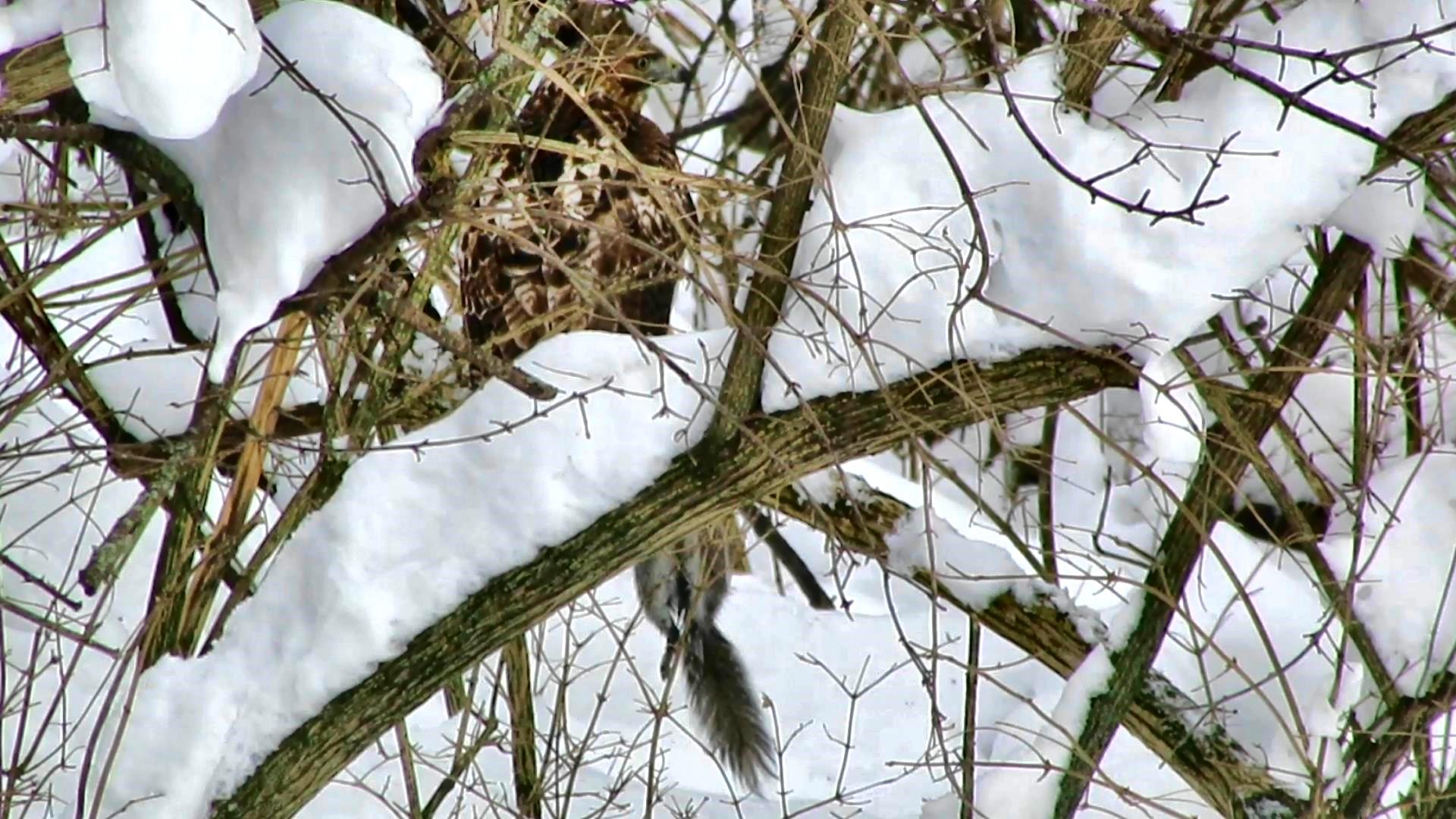 Civil or Uncivil Bird Society